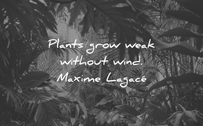 adversity quotes plants grow weak without wind maxime lagace wisdom