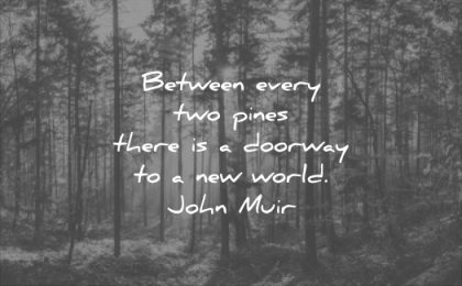 nature quotes between every two pines there doorway new world john muir wisdom trees forest woods