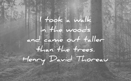 nature quotes took walk the woods came out taller than trees henry david thoreau wisdom