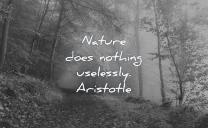 nature quotes does nothing uselessly aristotle wisdom forest
